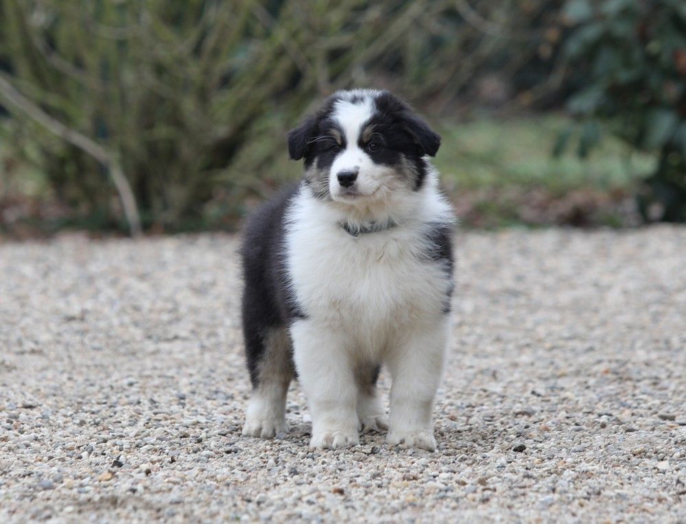 Of Low Highland - Chiot disponible  - Berger Australien