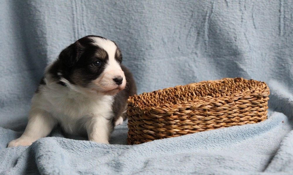 chiot Berger Australien Of Low Highland