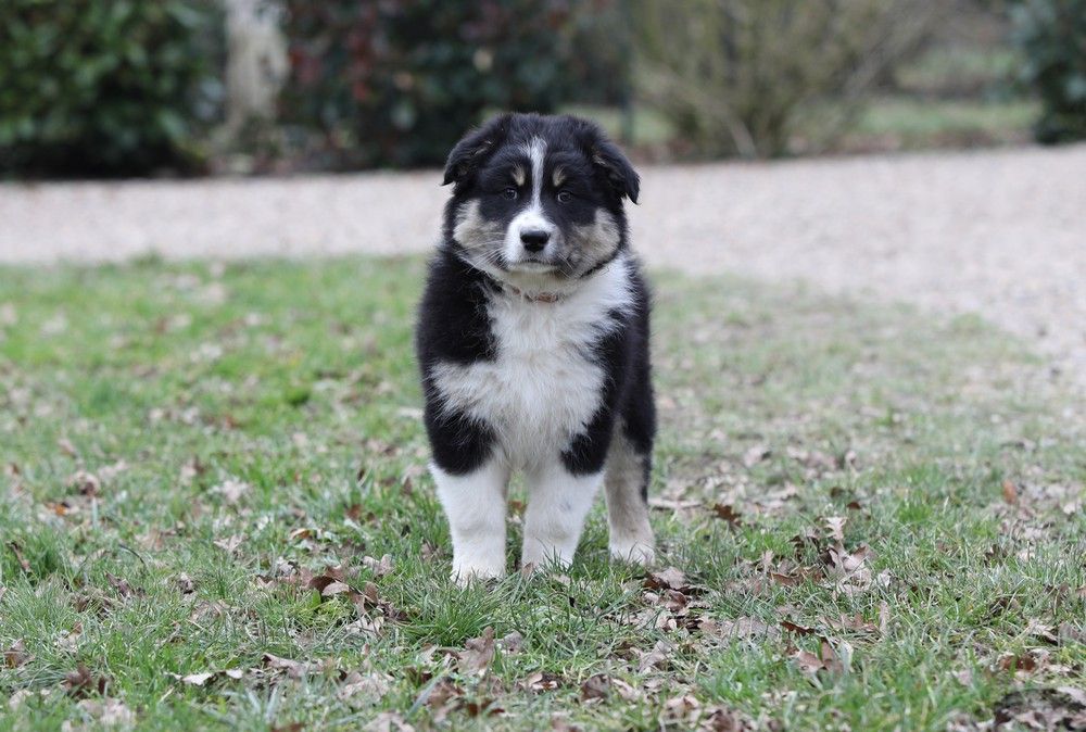 Of Low Highland - Chiot disponible  - Berger Australien