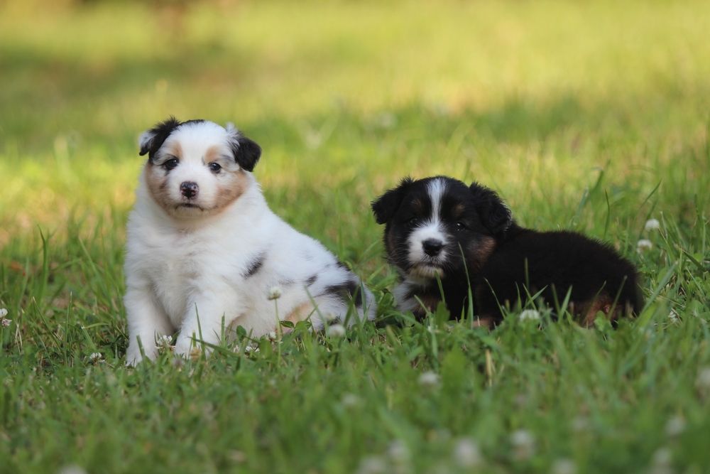 chiot Berger Australien Of Low Highland