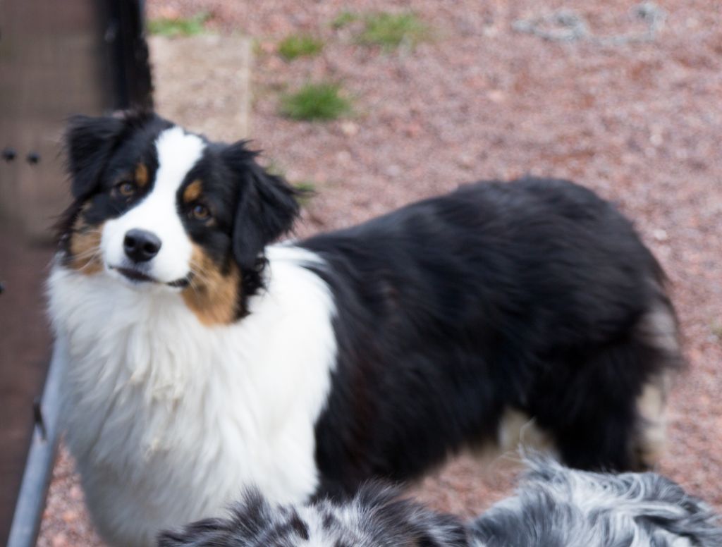 Malabar princess Of Low Highland