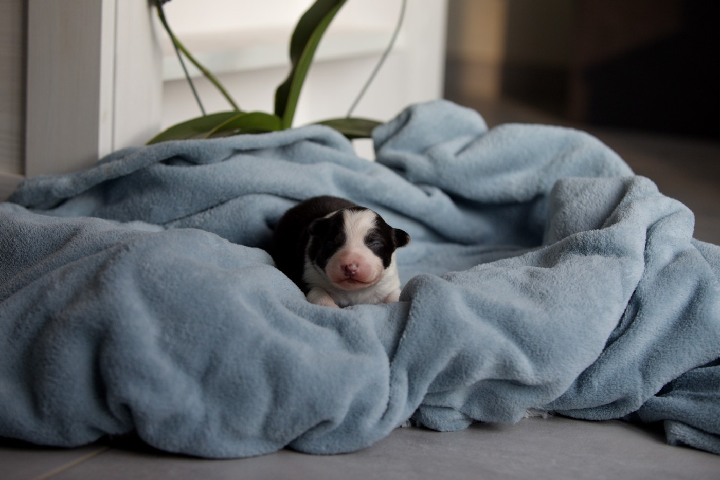 Of Low Highland - Chiots disponibles - Berger Australien