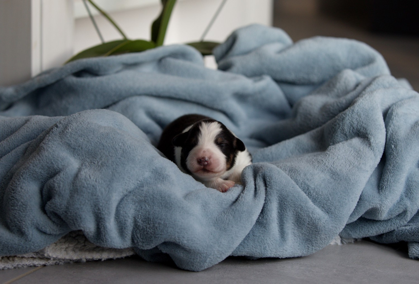 Of Low Highland - Chiots disponibles - Berger Australien