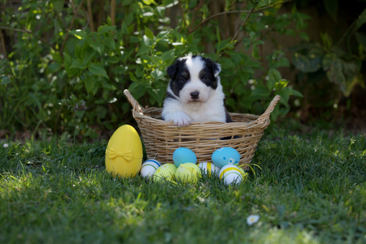Of Low Highland - Chiots disponibles - Berger Australien