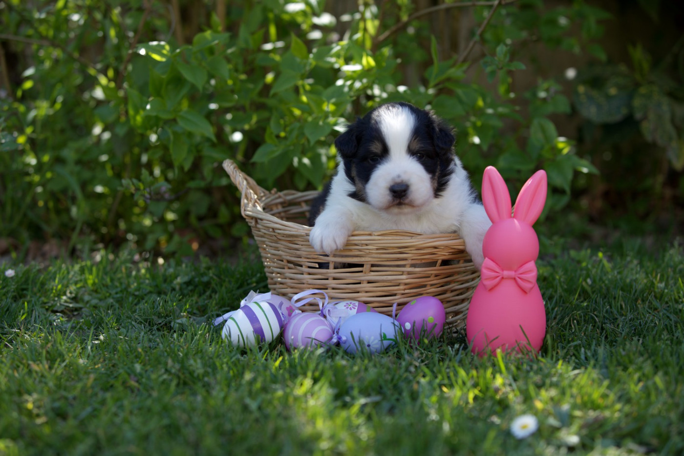 Of Low Highland - Chiots disponibles - Berger Australien