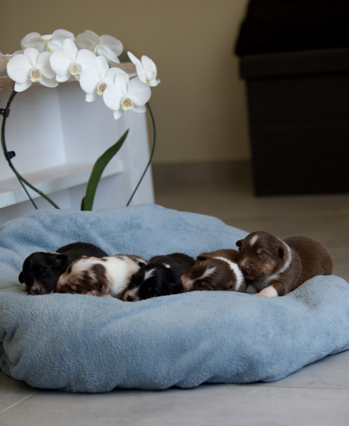 Chiot Berger Australien Of Low Highland