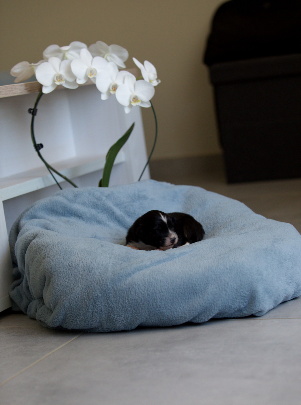 Of Low Highland - Chiots disponibles - Berger Australien