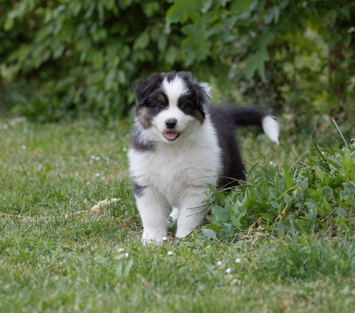 Of Low Highland - Chiots disponibles - Berger Australien