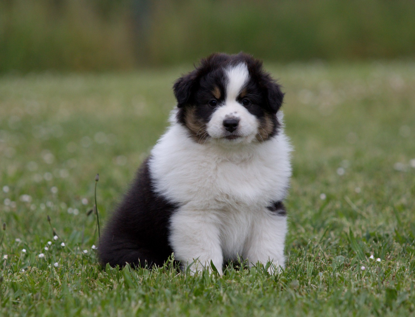 Of Low Highland - Chiots disponibles - Berger Australien