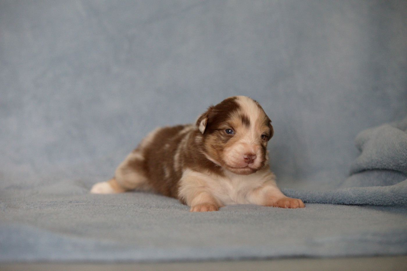 Of Low Highland - Chiots disponibles - Berger Australien