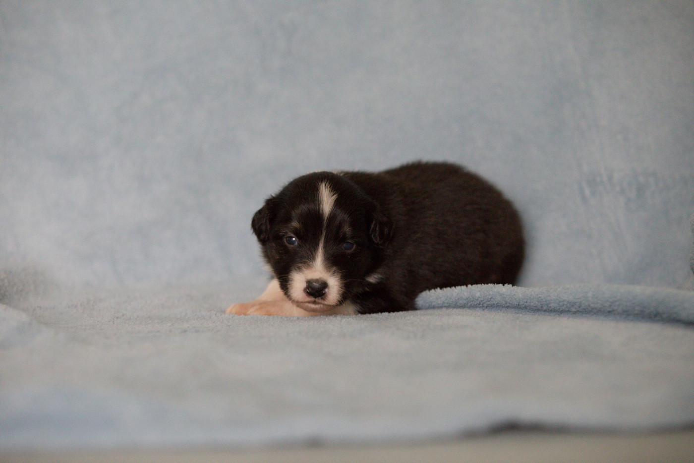 Of Low Highland - Chiots disponibles - Berger Australien