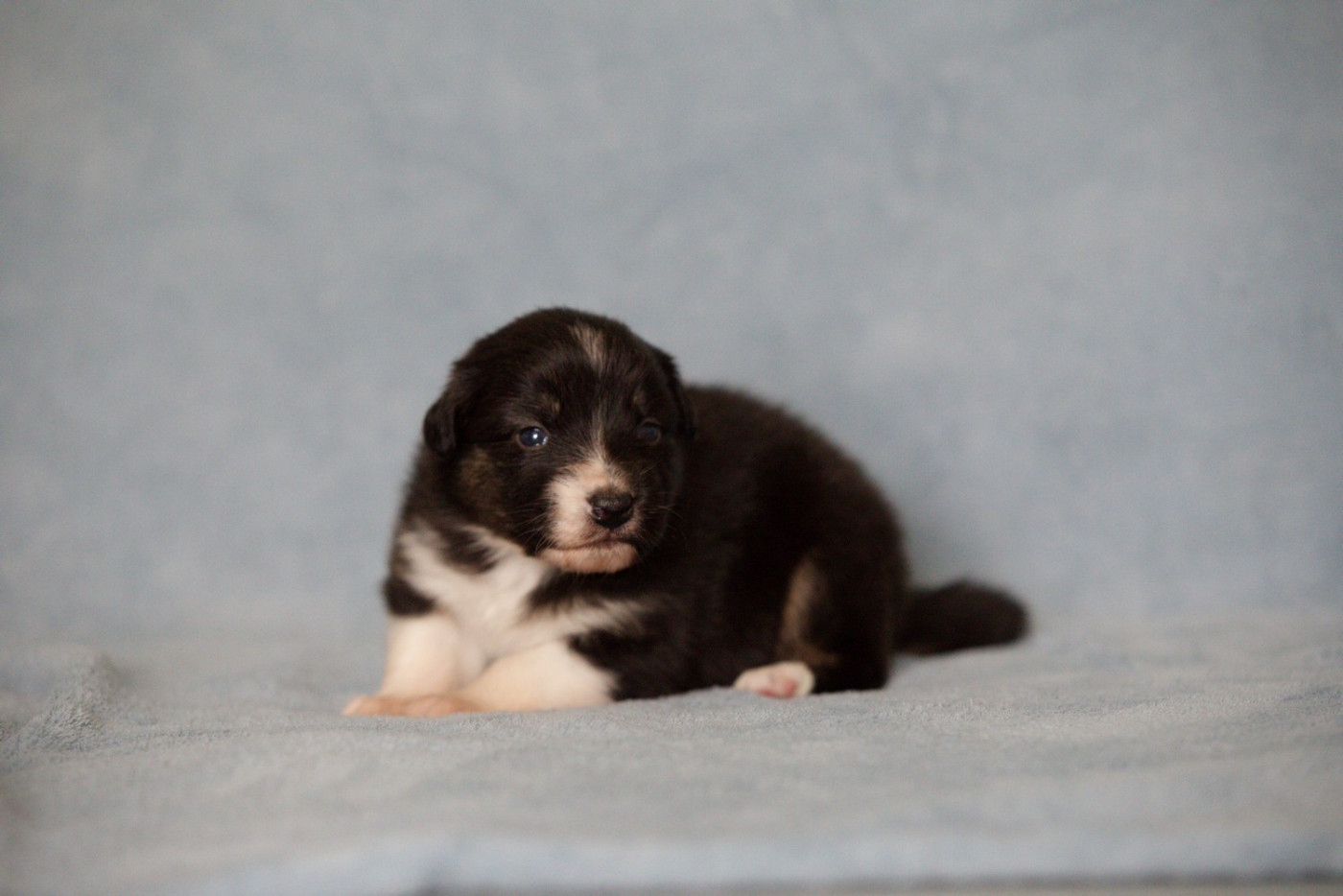 Of Low Highland - Chiots disponibles - Berger Australien