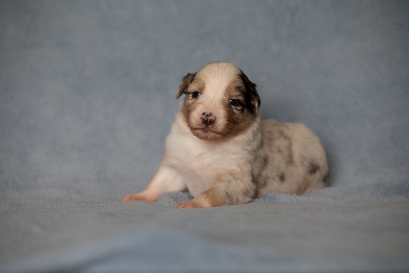 Of Low Highland - Chiots disponibles - Berger Australien