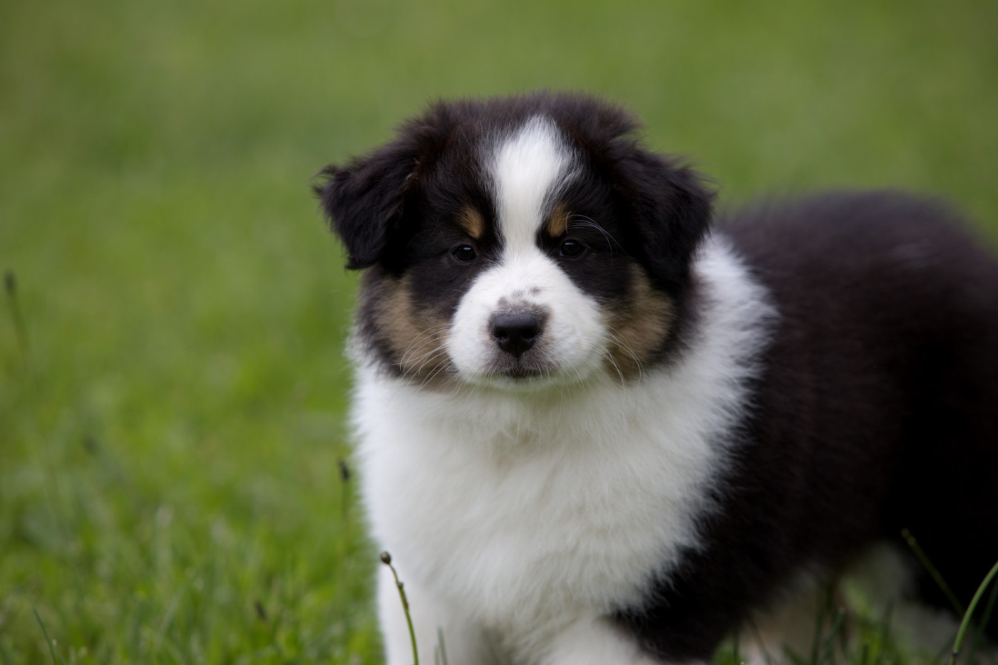 Of Low Highland - Chiots disponibles - Berger Australien