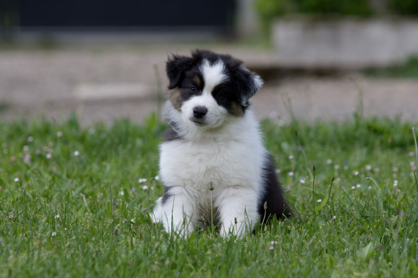 Of Low Highland - Chiots disponibles - Berger Australien