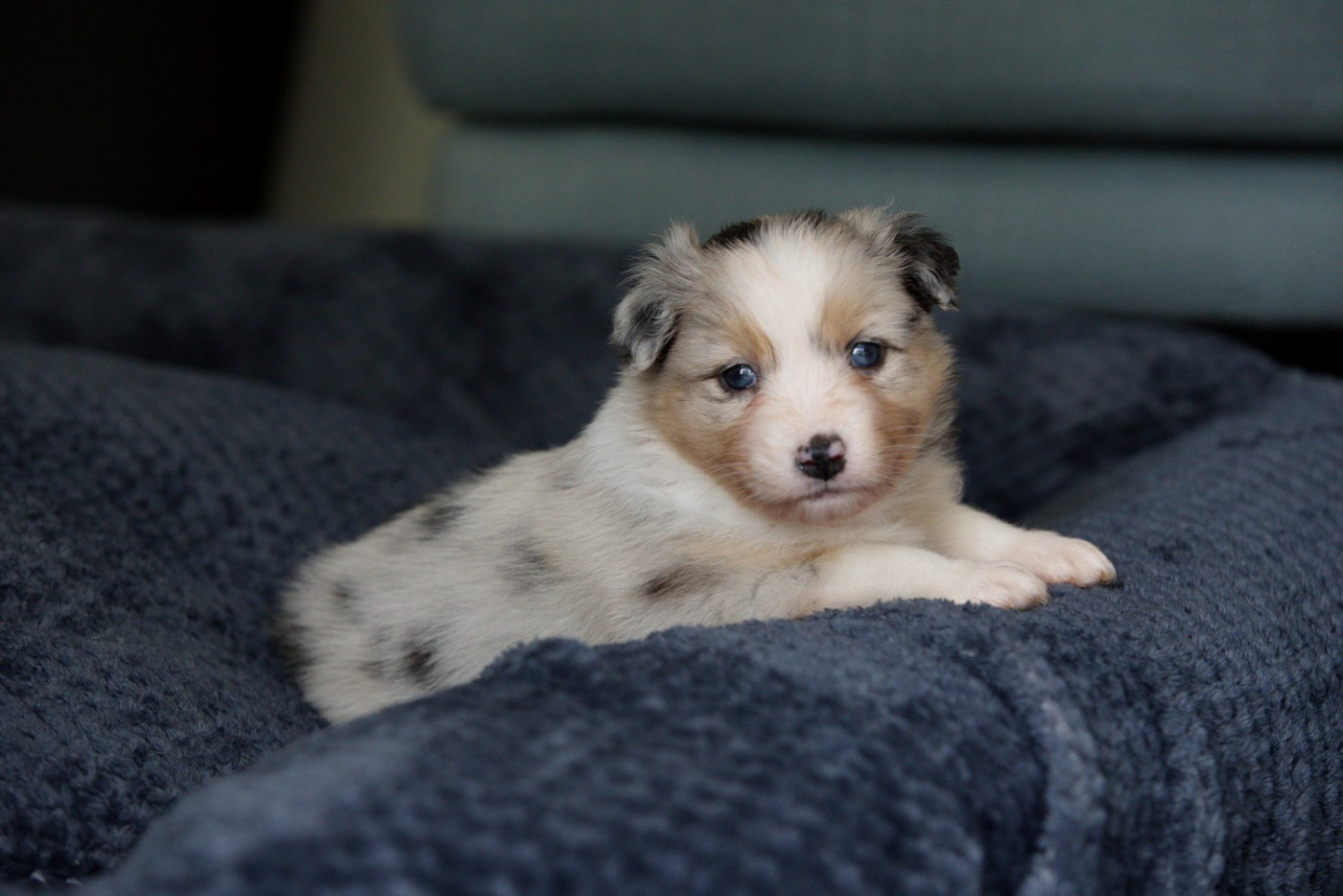 Of Low Highland - Chiots disponibles - Berger Australien