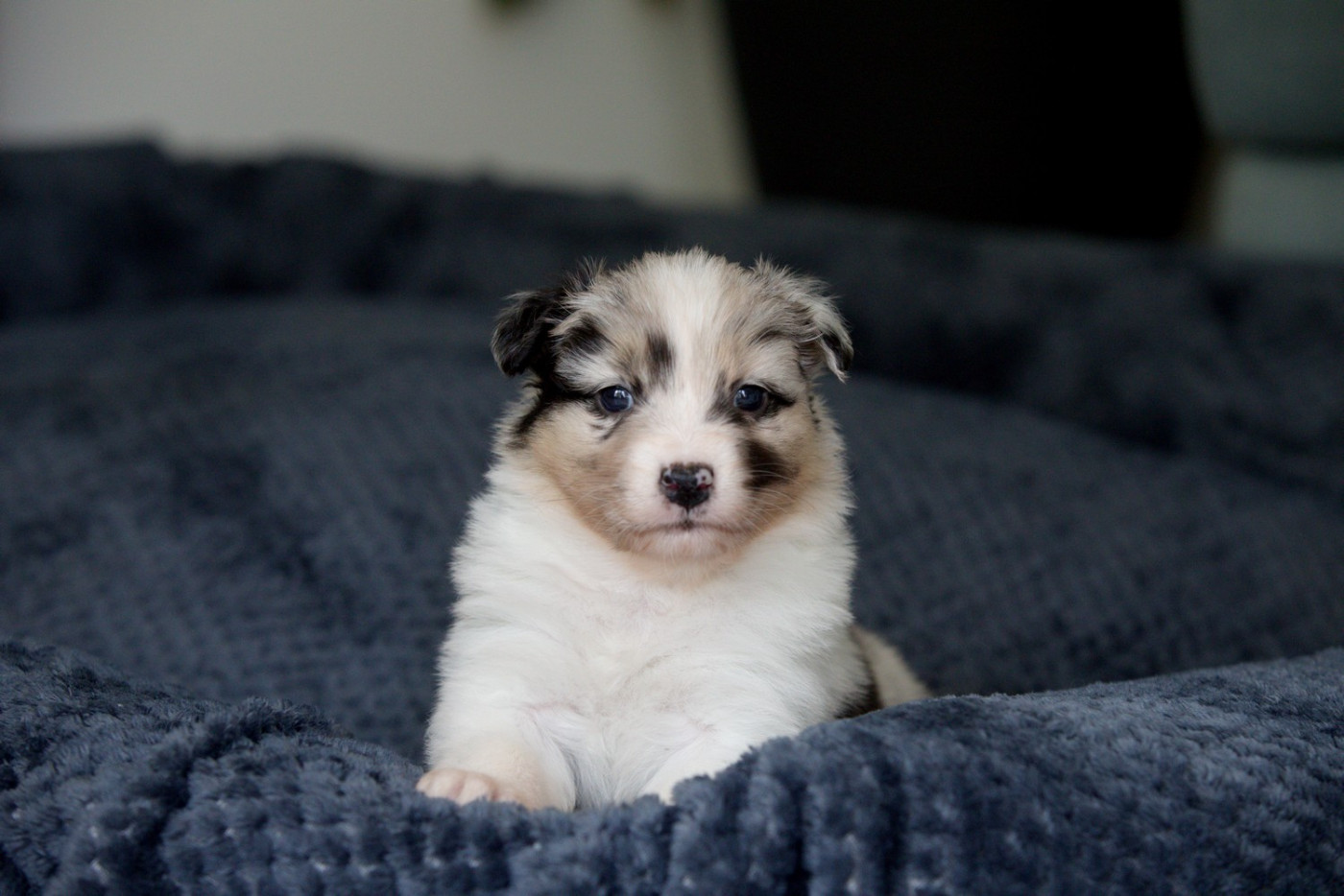 Of Low Highland - Chiots disponibles - Berger Australien
