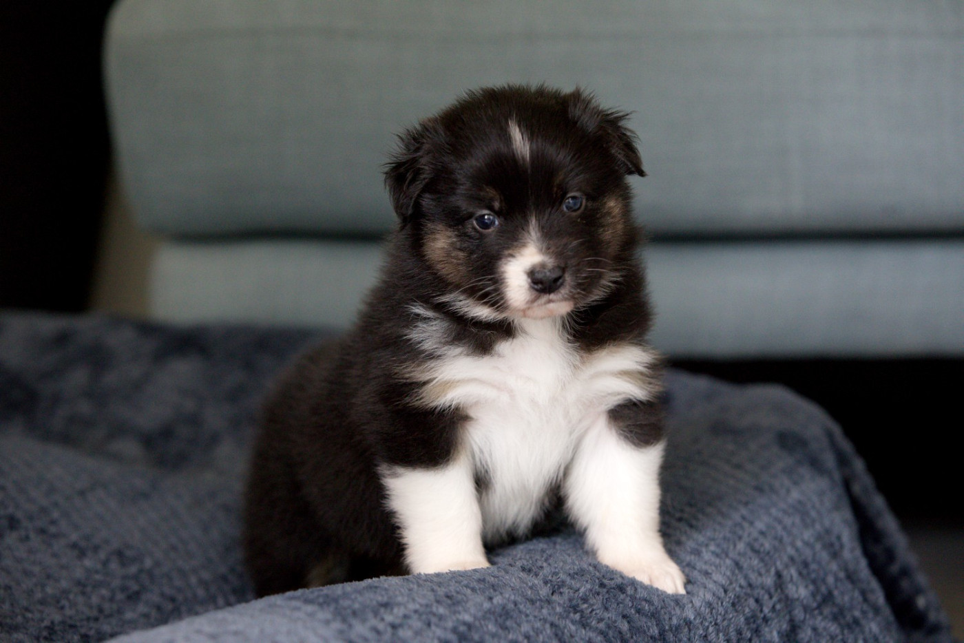 Of Low Highland - Chiots disponibles - Berger Australien