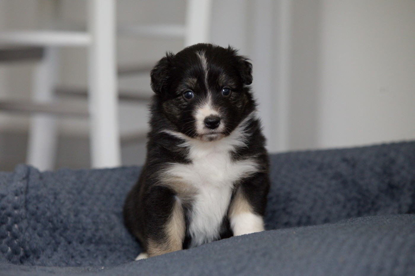 Of Low Highland - Chiots disponibles - Berger Australien