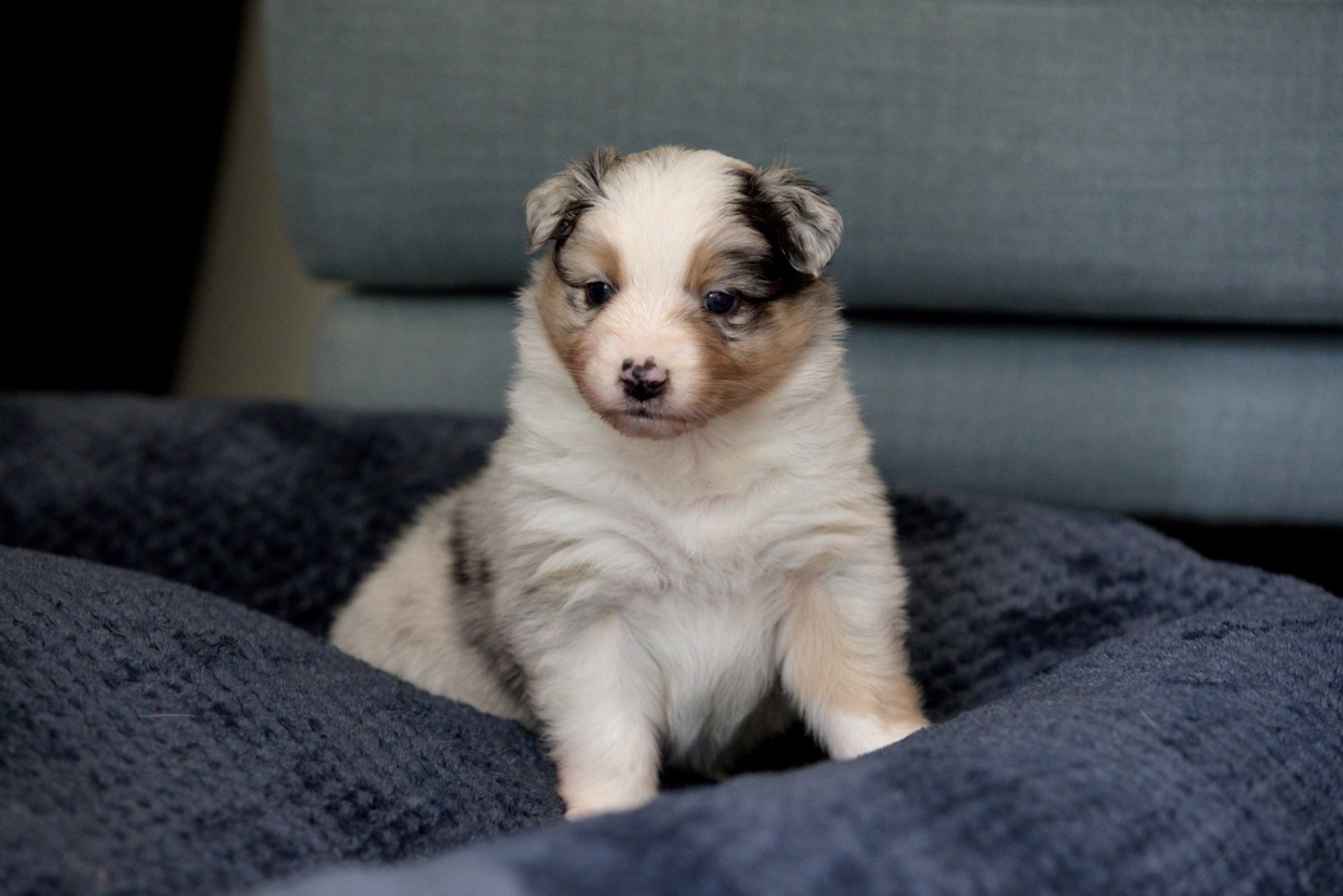 Of Low Highland - Chiots disponibles - Berger Australien