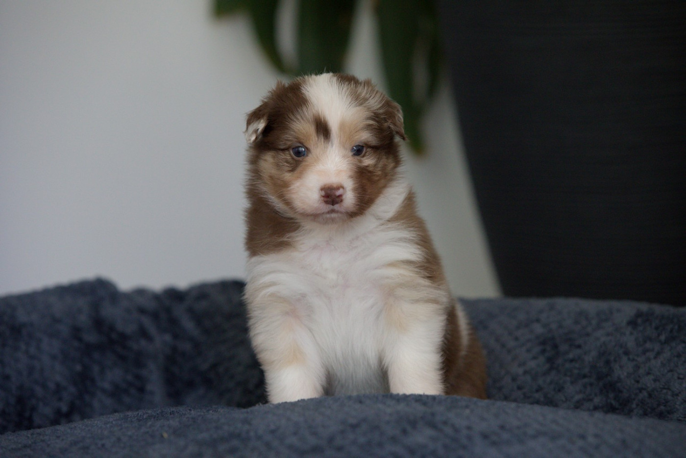 Of Low Highland - Chiots disponibles - Berger Australien