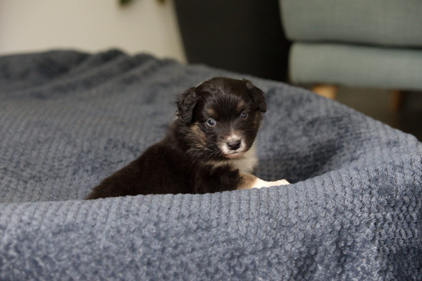 Of Low Highland - Chiots disponibles - Berger Australien