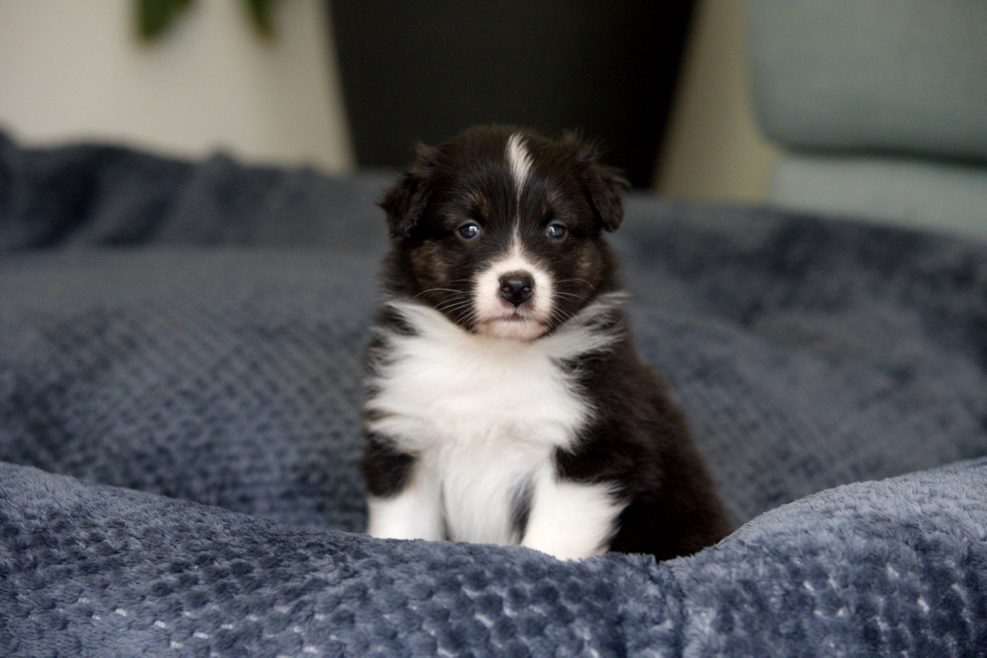 Of Low Highland - Chiots disponibles - Berger Australien