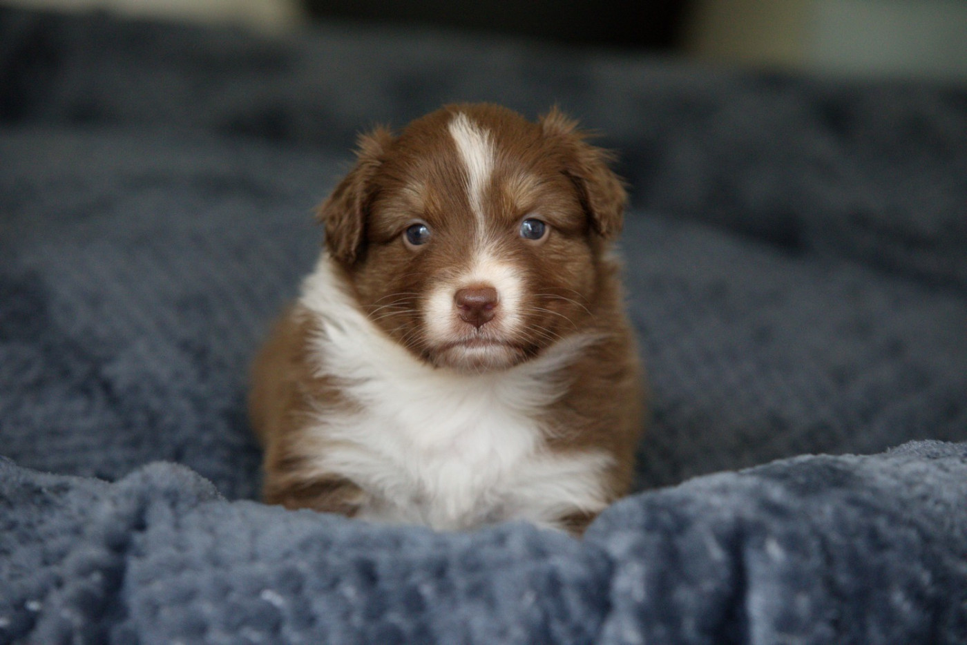 Of Low Highland - Chiots disponibles - Berger Australien