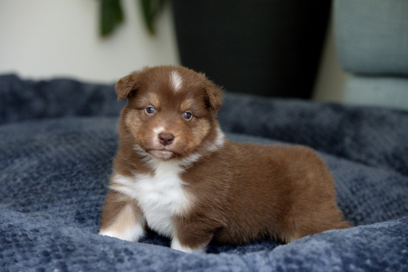 Of Low Highland - Chiots disponibles - Berger Australien