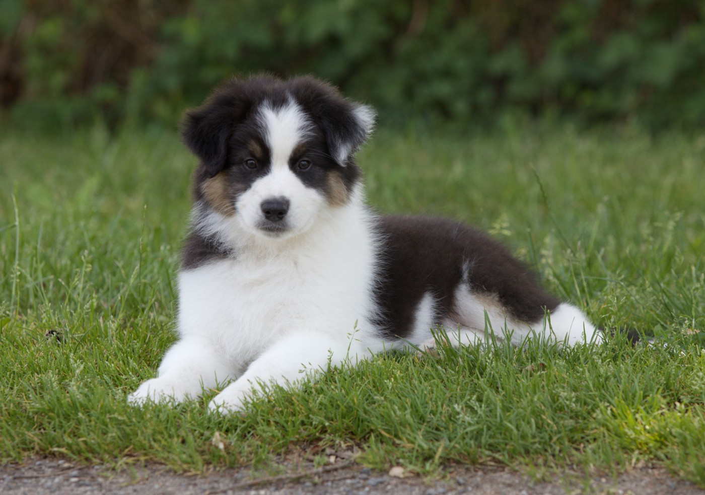 Of Low Highland - Chiots disponibles - Berger Australien