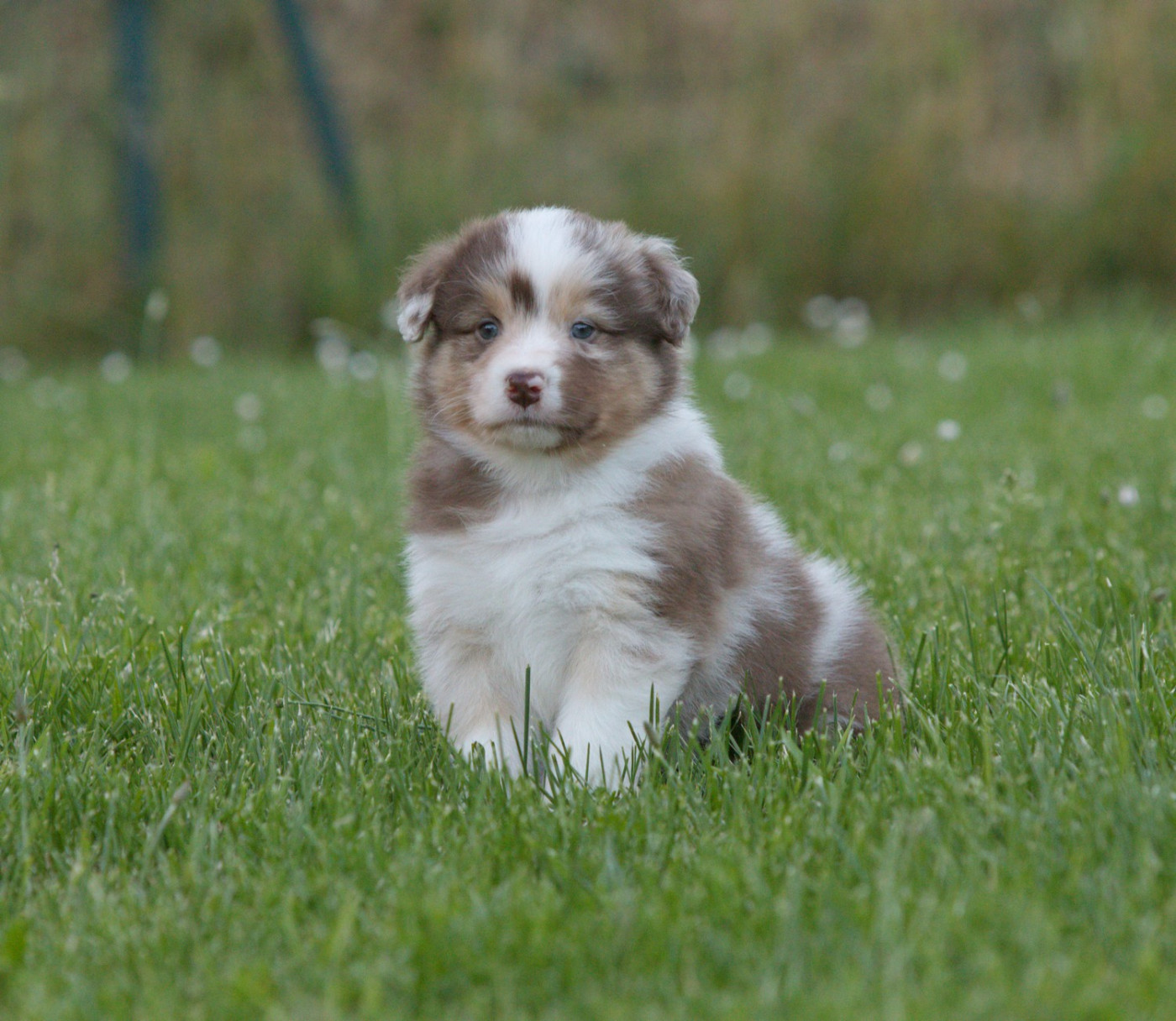 Of Low Highland - Chiots disponibles - Berger Australien