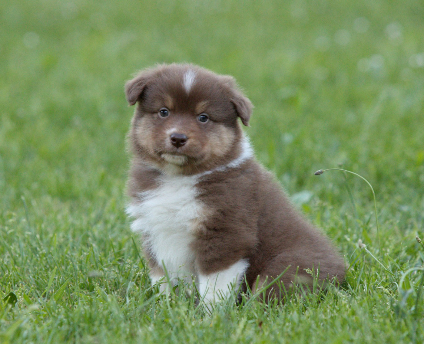 Of Low Highland - Chiots disponibles - Berger Australien