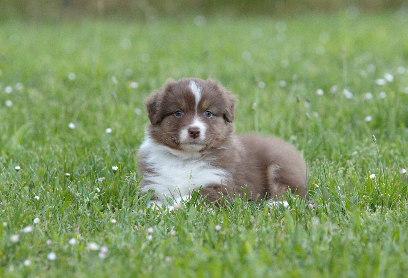 Of Low Highland - Chiots disponibles - Berger Australien