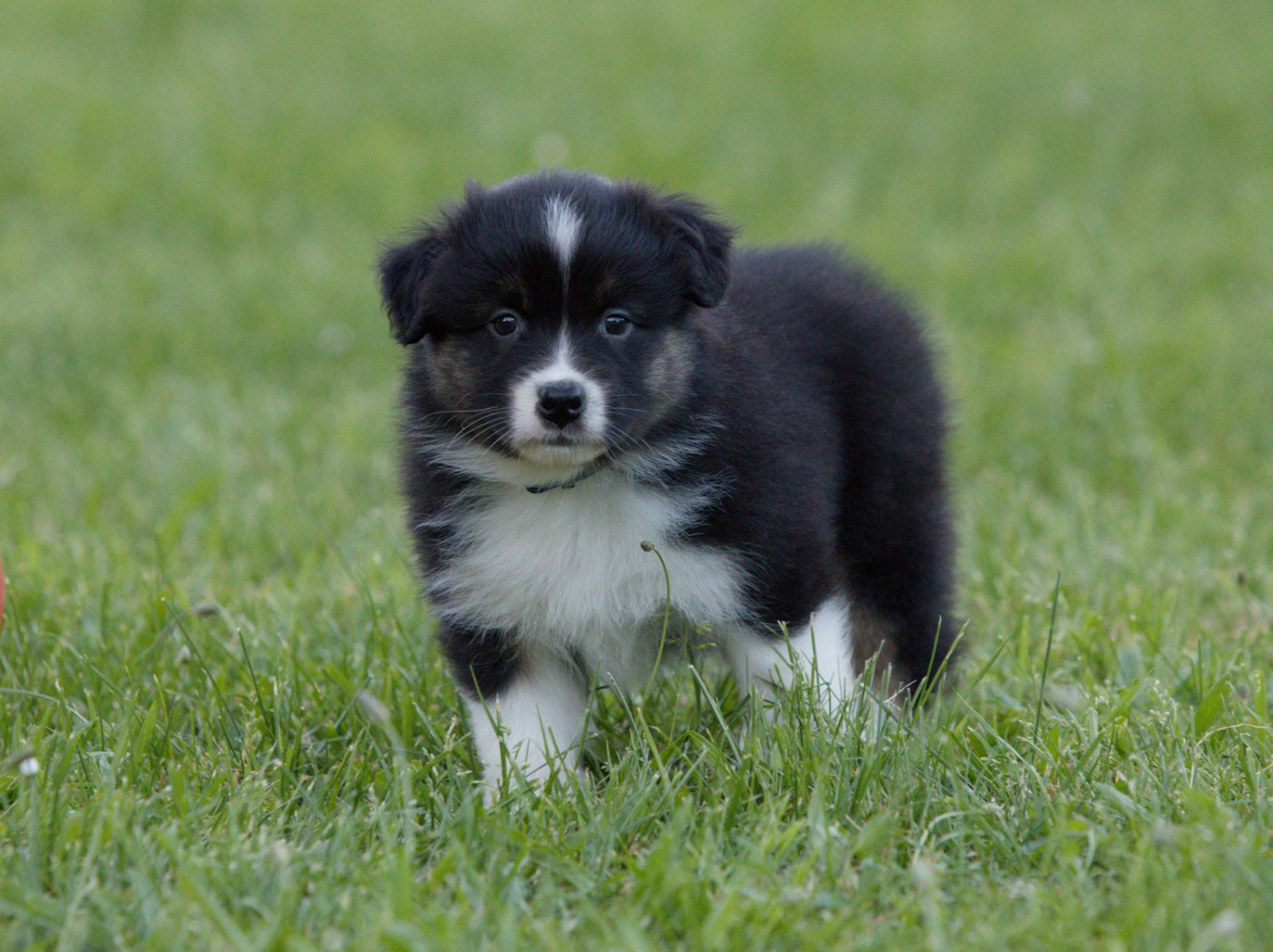 Of Low Highland - Chiots disponibles - Berger Australien