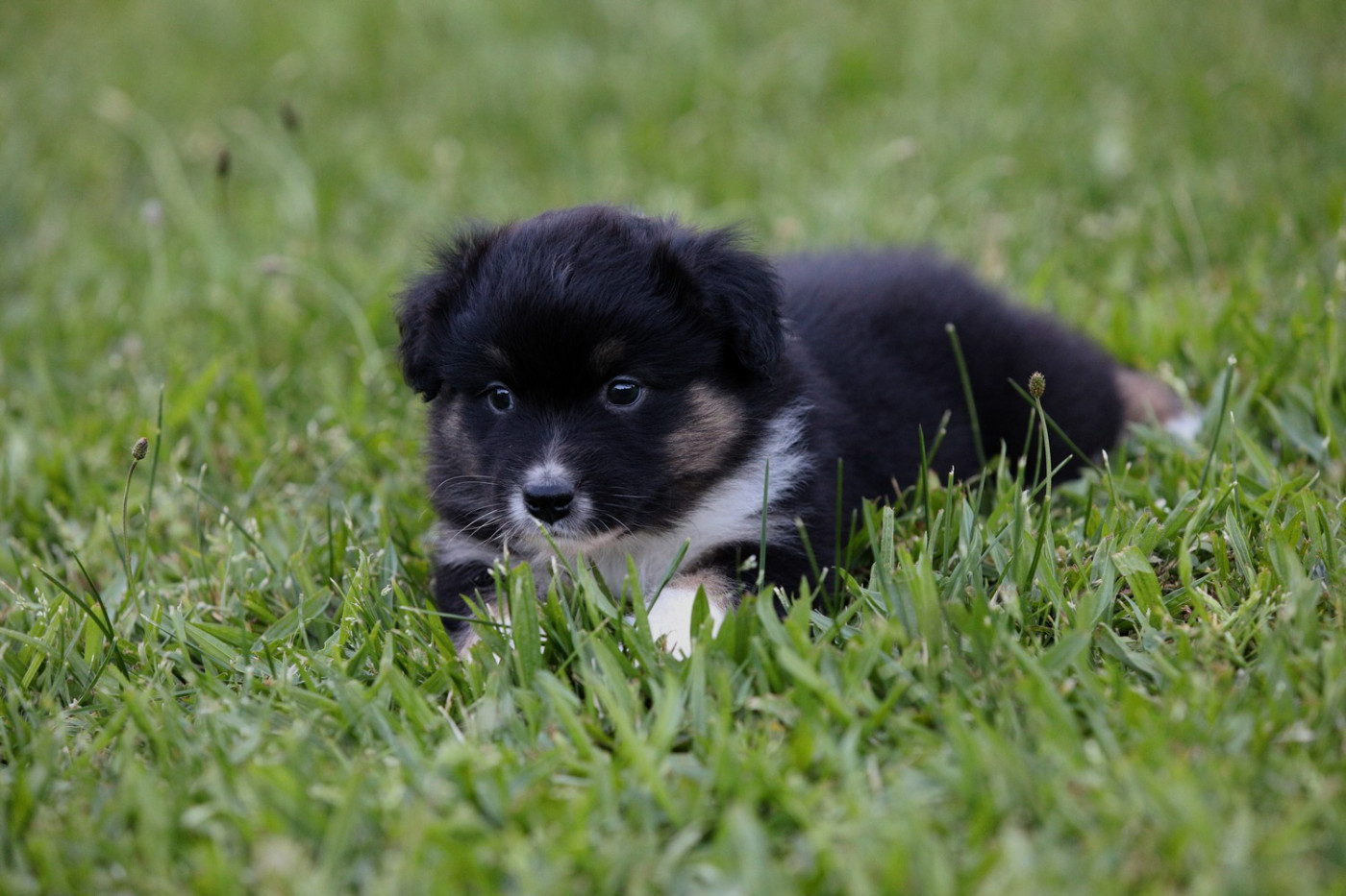 Of Low Highland - Chiots disponibles - Berger Australien