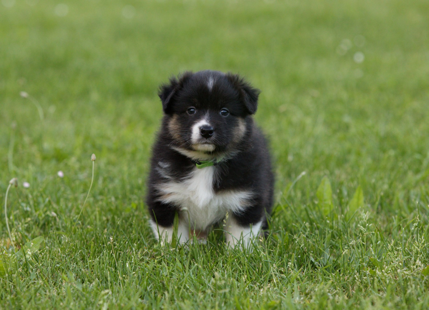 Of Low Highland - Chiots disponibles - Berger Australien