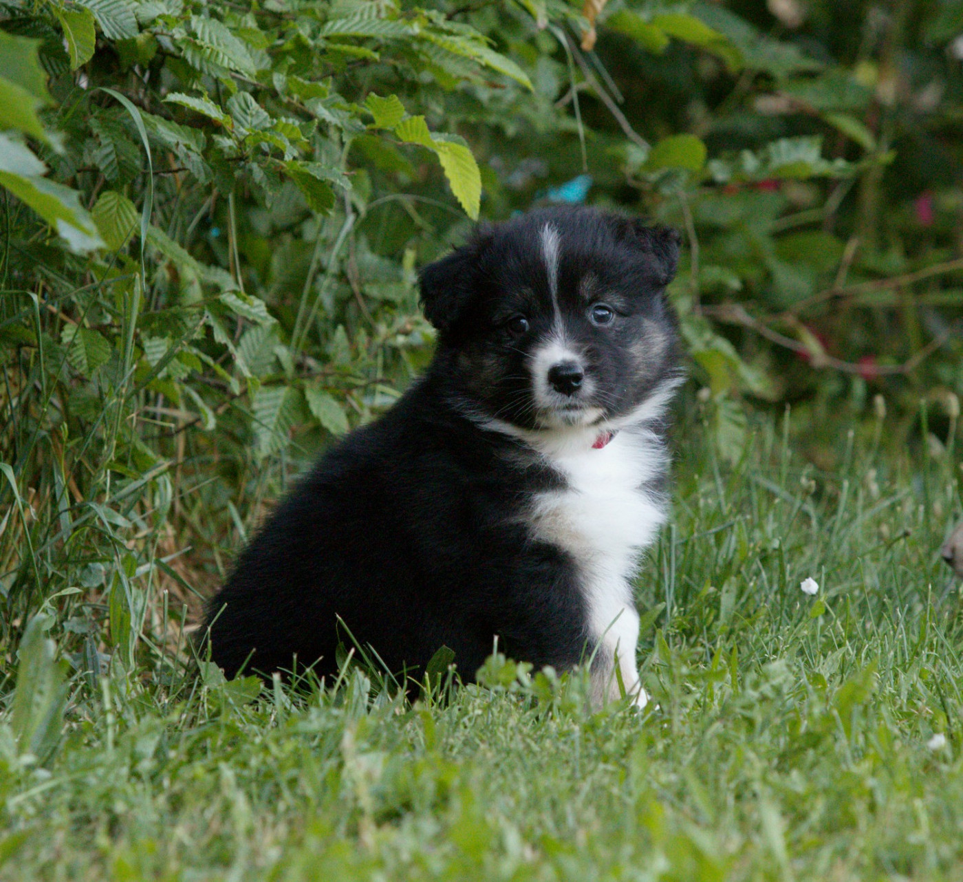Of Low Highland - Chiots disponibles - Berger Australien