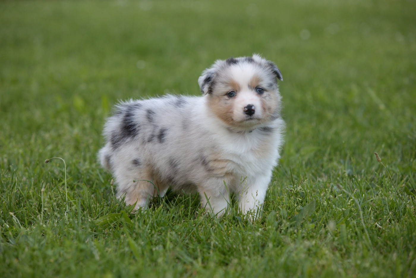 Of Low Highland - Chiots disponibles - Berger Australien