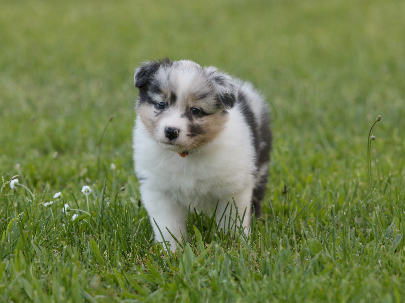Of Low Highland - Chiots disponibles - Berger Australien