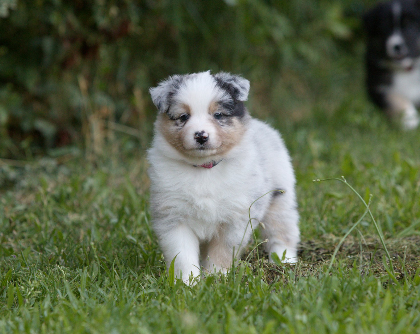 Of Low Highland - Chiots disponibles - Berger Australien