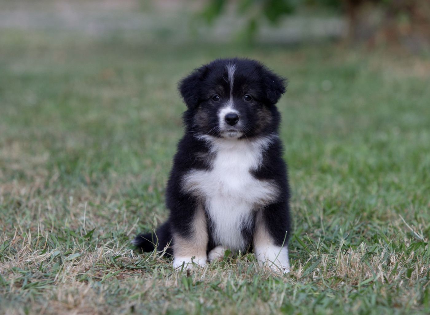 Of Low Highland - Chiots disponibles - Berger Australien