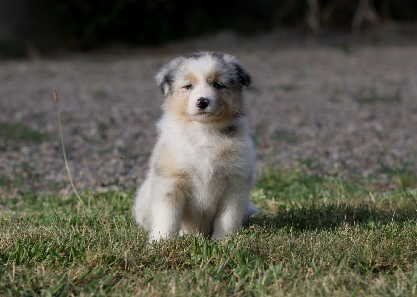 Of Low Highland - Chiots disponibles - Berger Australien
