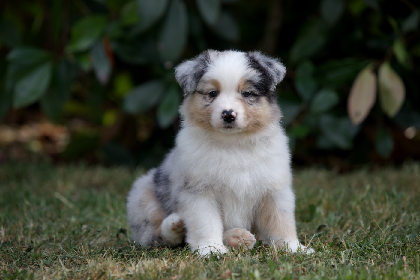 Of Low Highland - Chiots disponibles - Berger Australien
