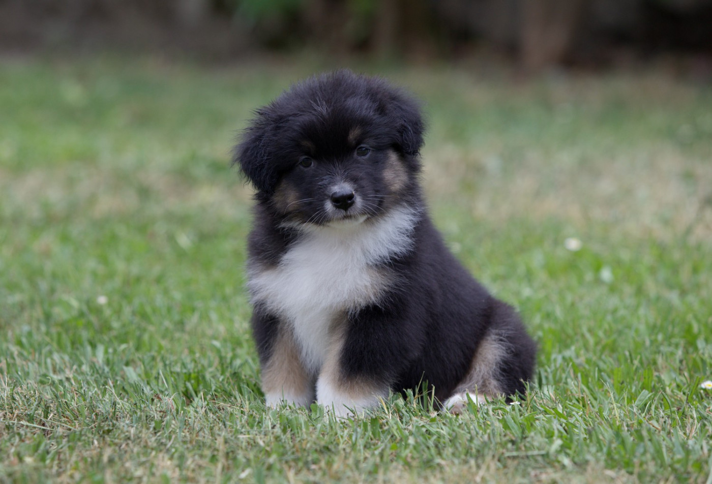 Of Low Highland - Chiots disponibles - Berger Australien