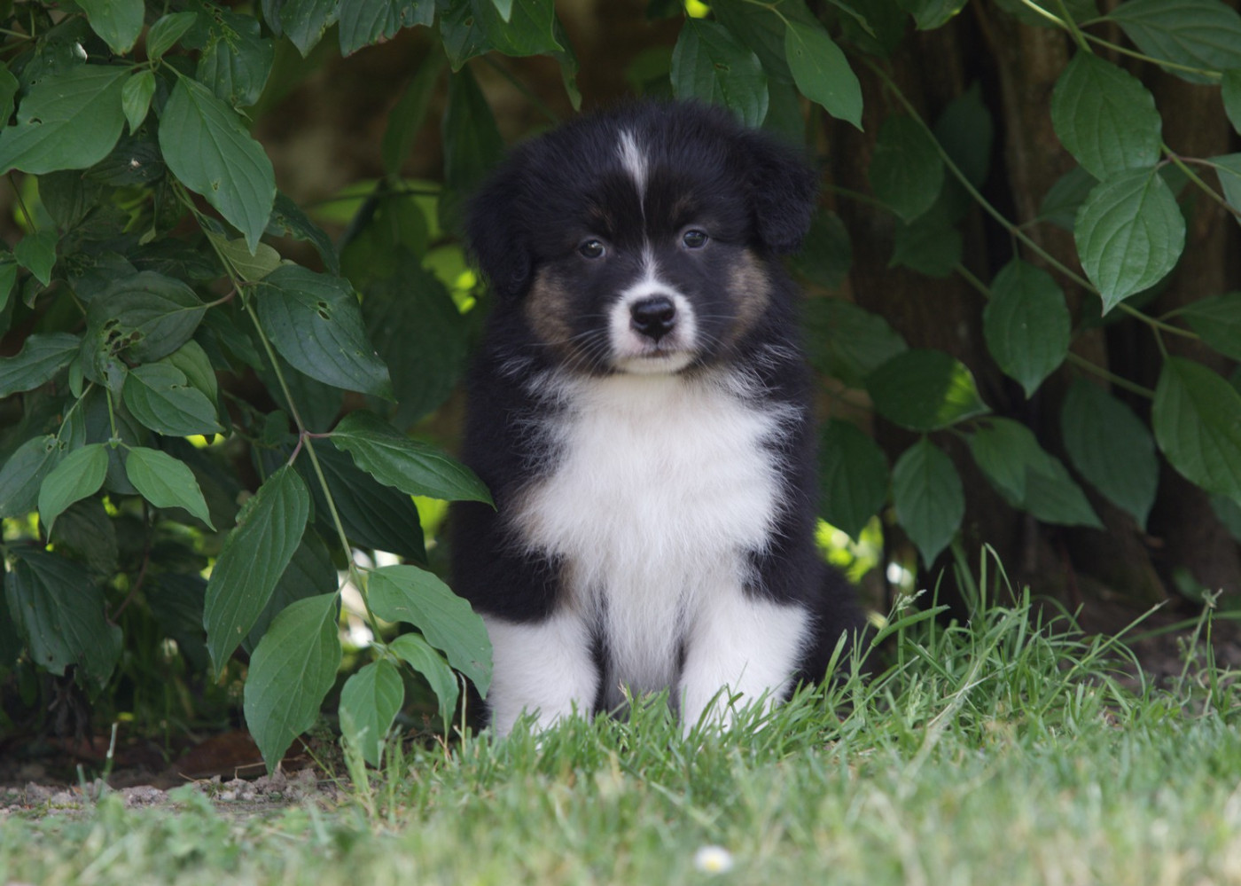 Of Low Highland - Chiots disponibles - Berger Australien