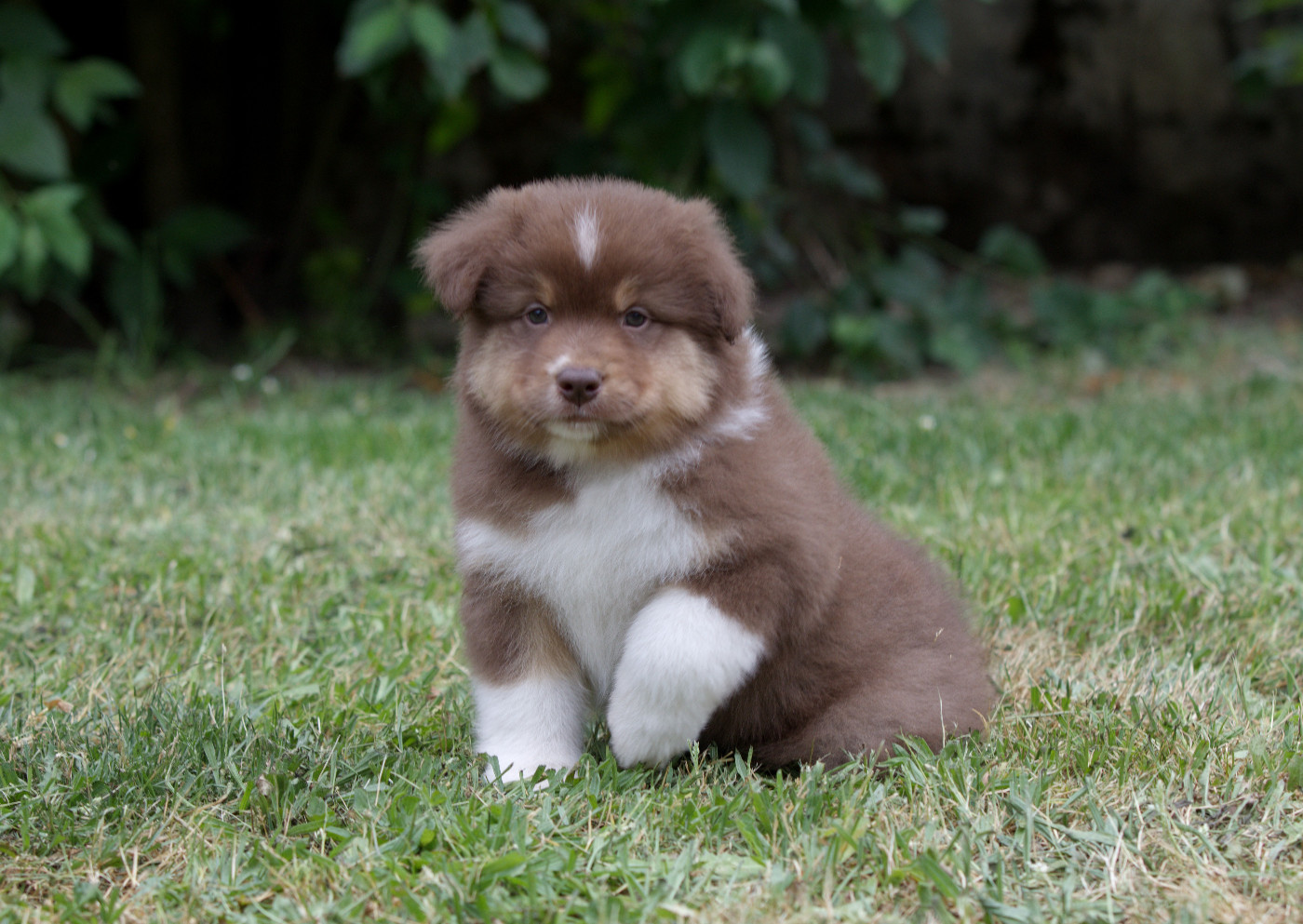 Of Low Highland - Chiots disponibles - Berger Australien