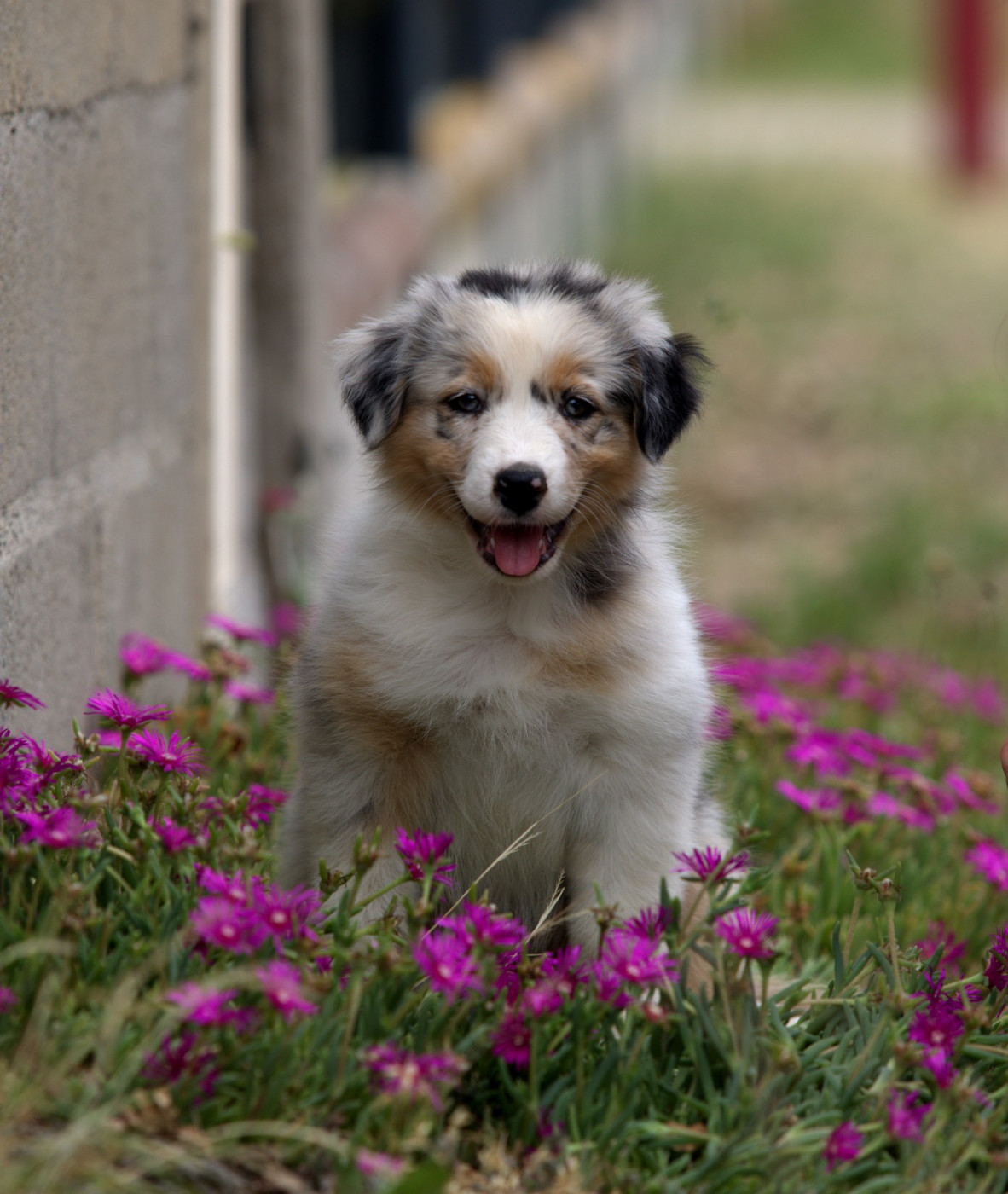 Of Low Highland - Chiots disponibles - Berger Australien