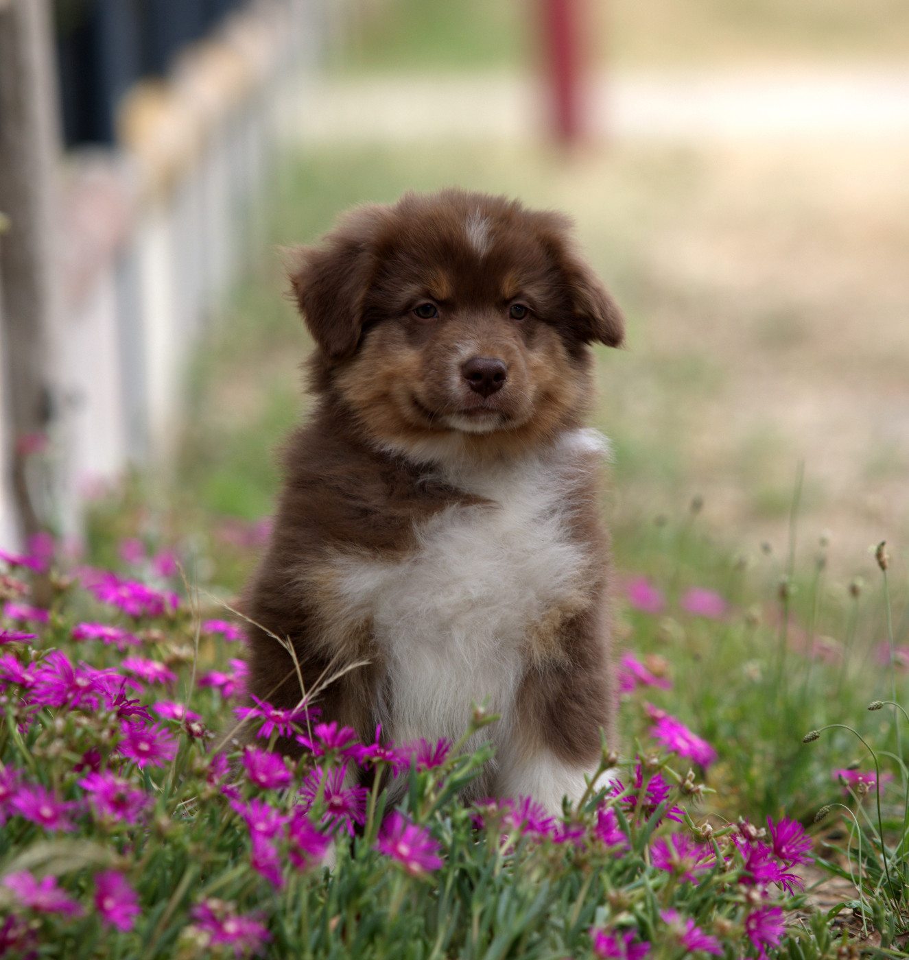 Of Low Highland - Chiots disponibles - Berger Australien