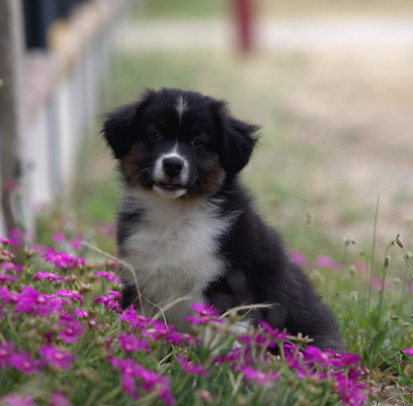 Of Low Highland - Chiots disponibles - Berger Australien