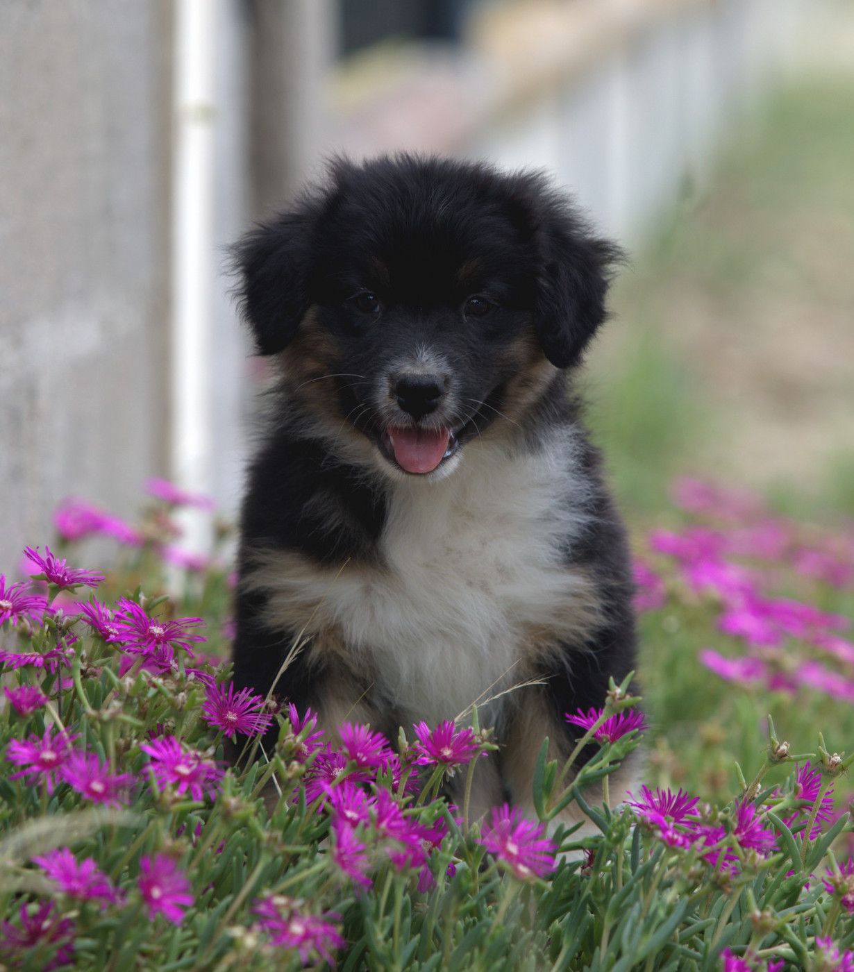 Of Low Highland - Chiots disponibles - Berger Australien